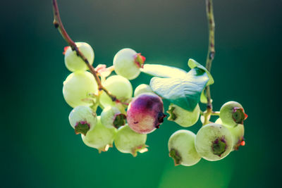 macro photography