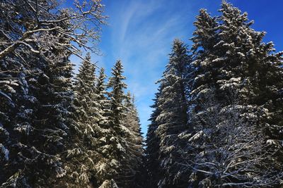 Low angle view of frozen trees against sky