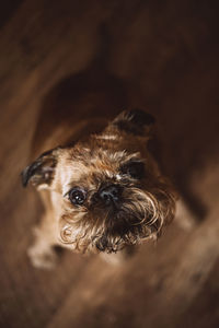 Close-up portrait of dog