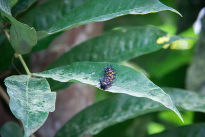 Close-up of insect on leaf