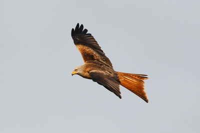 Low angle view of eagle flying against clear sky