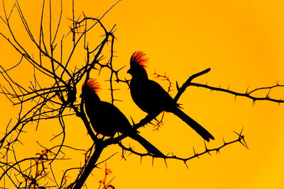 Low angle view of silhouette birds perching on tree