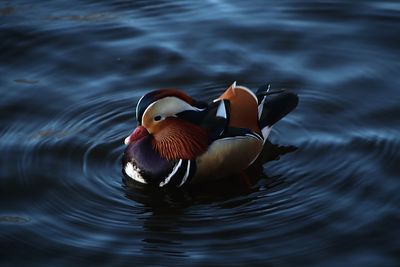 Close-up of duck swimming in lake