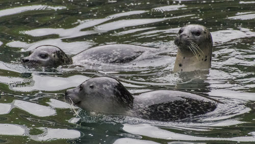 Close-up of duck swimming in water