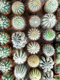 Full frame shot of succulent plants