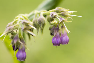 Close-up of purple flowering plant