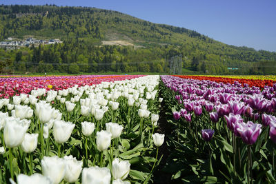 Purple flowering plants on field