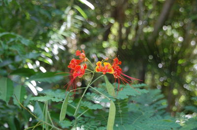 Close-up of flower