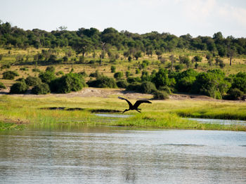 Scenic view of green landscape