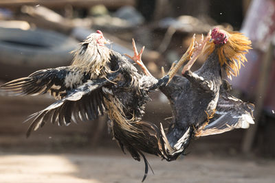 Close-up side view of birds fight