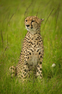 Cheetah sits in long grass turning head