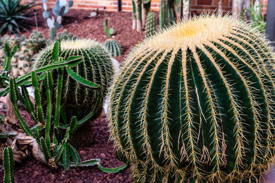 Echinocactus grusonii, golden barrel cactus, golden ball or mother-in-law's cushion, from mexico.