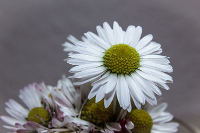 Close-up of white daisy flower