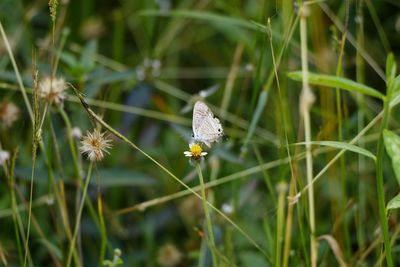 Close-up of butterfly pollinating on flower