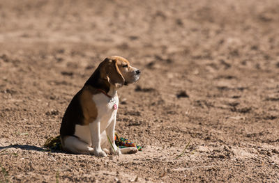 Dog sitting on field