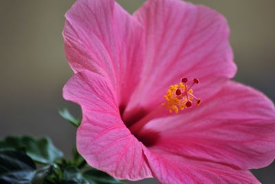 Close-up of pink hibiscus