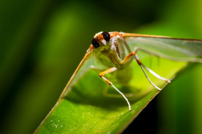 Close-up of insect on leaf