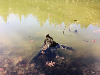 Close-up of turtle in water