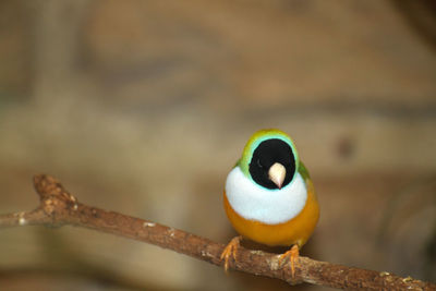 Close-up of bird perching outdoors