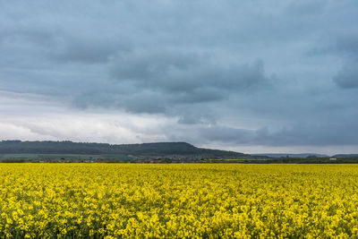 Scenic view of oilseed rape field against cloudy sky