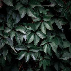 Full frame shot of plants