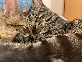 Close-up of cat sleeping at home