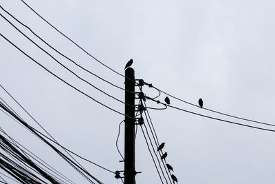 Low angle view of bird perching on cable