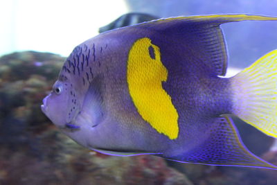 Close-up of fish swimming in sea