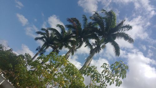 Low angle view of coconut palm tree against sky