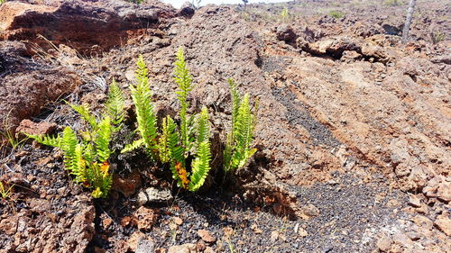 Close-up of plants growing on rock