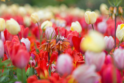 Orange fritillaria imperialis the premier crown imperial and tulips