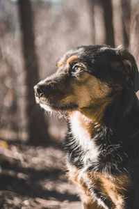 Close-up of a dog looking away