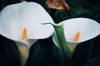 Close-up of white lily