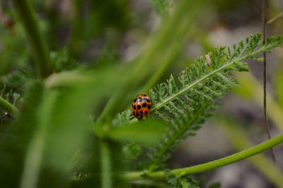 Close-up of ladybug on leaf