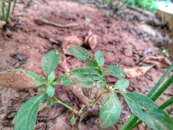 Close-up of fresh green plant