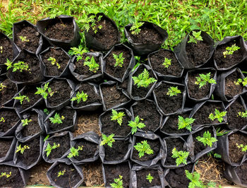 Close-up of plants growing in row