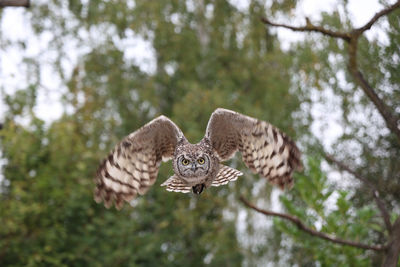 Close-up of owl