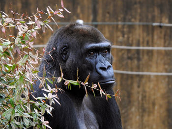 Close-up portrait of black