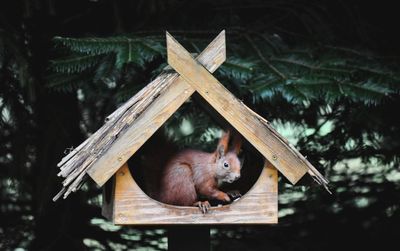 Close-up of an animal on wood in forest