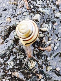 Close-up of snail on rock