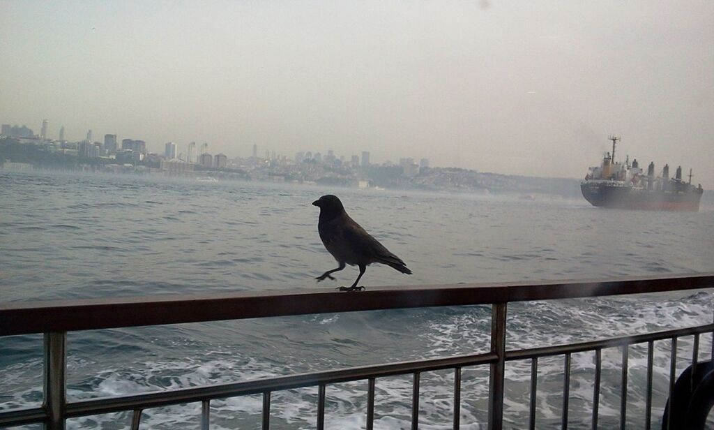 bird, animal themes, animals in the wild, one animal, sea, water, wildlife, seagull, perching, railing, flying, built structure, nature, horizon over water, sky, spread wings, clear sky, pier, outdoors, river