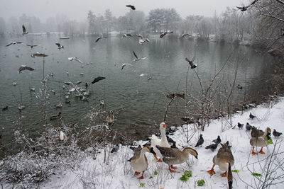 Birds flying over water during winter