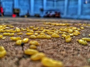 Surface level of yellow petals on street