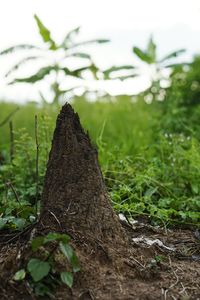 Close-up of tree trunk against sky