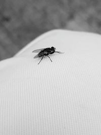 Close-up of housefly