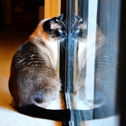 Close-up of cat looking at home