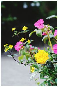 Close-up of pink flowers blooming outdoors