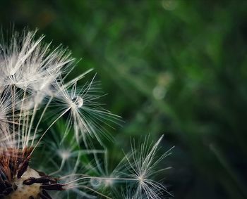 Close-up of dandelion on plant