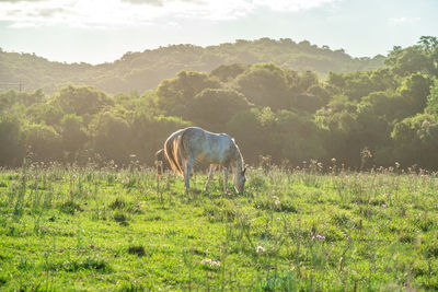 Horse grazing on field