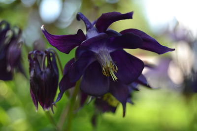 Close-up of purple flowering plant